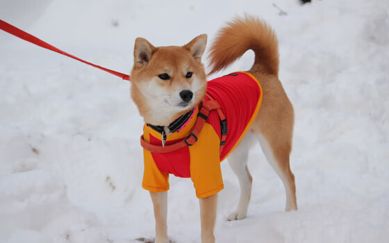 开云在线直播-_人工智能运动分析：科学训练更进一步_，人工智能体育训练解决方案