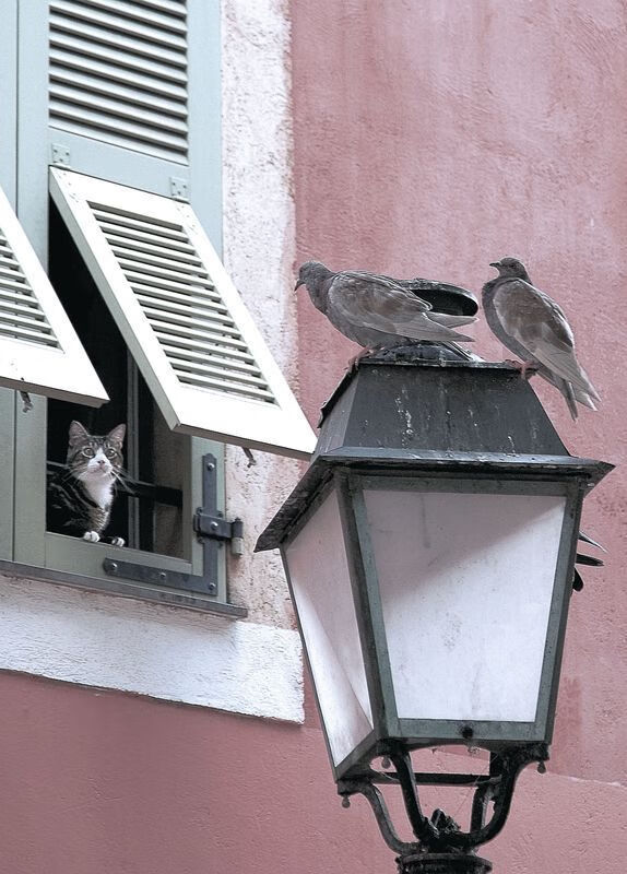 kaiyun.com-_湖人队士气高昂，连续获胜_，湖人队最近