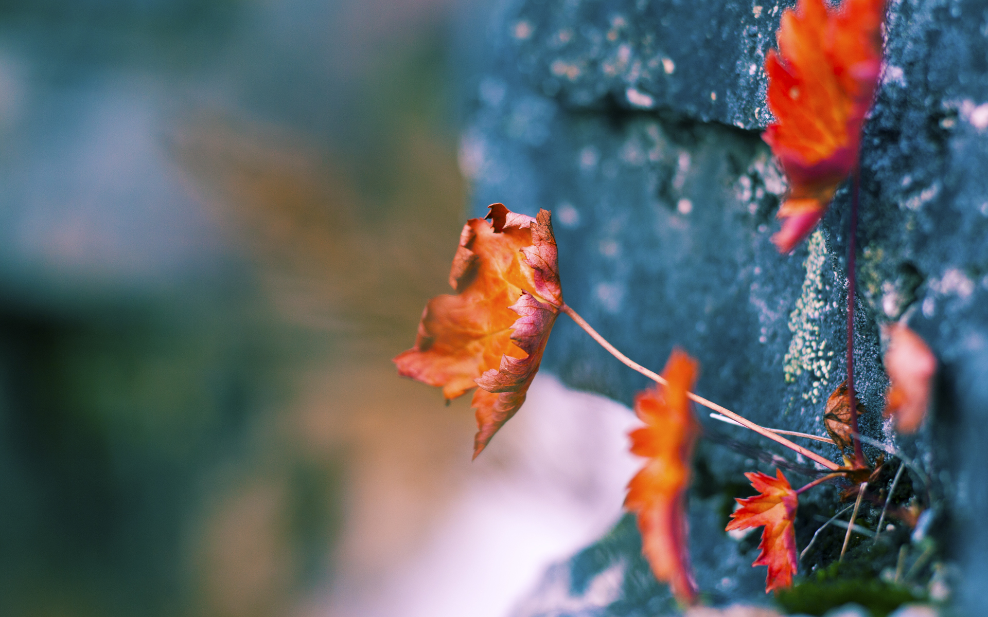 开云·体育官网-_运动会场地智能管理系统上线_，运动会服务智能系统