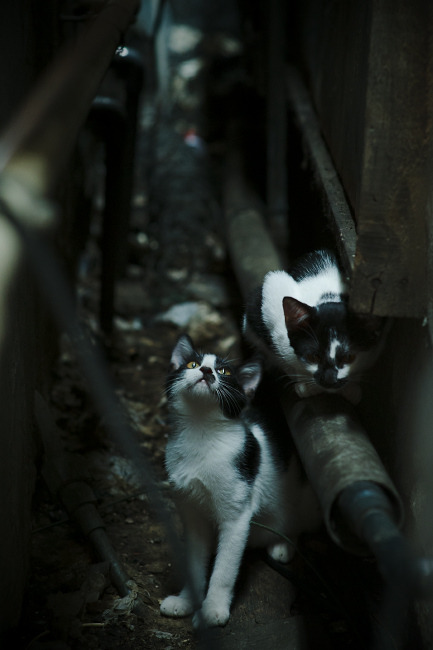 开云网页版登录入口-迈阿密热火“铁血防守”全场碾压，季后赛前景看好！，迈阿密热火vice city