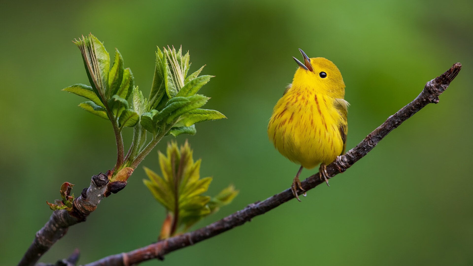 Kaiyun(中国)开云-中国女泳队勇夺多金领跑积分榜，中国女子游泳国家队