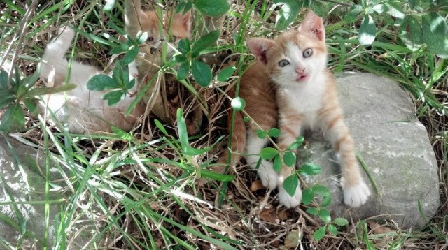 开云首页登录-沃尔夫斯堡反击战术精准打破僵局，沃尔夫斯堡阵型