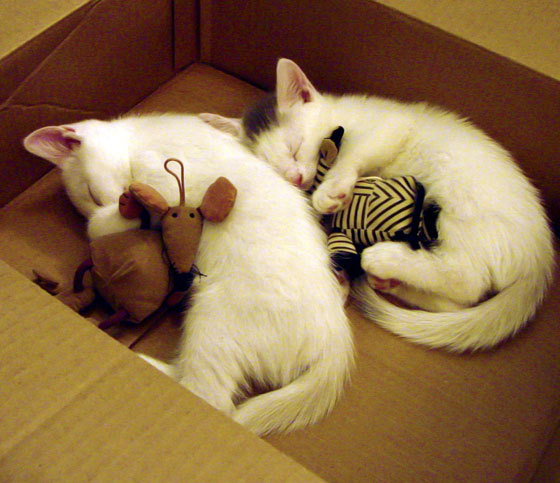 花样滑冰评分标准新增情绪表达维度,花样滑冰评分规则