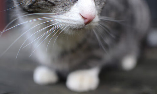 开云官网-C罗赛后签名送给残障球迷感动现场，c罗签名的足球值多少钱