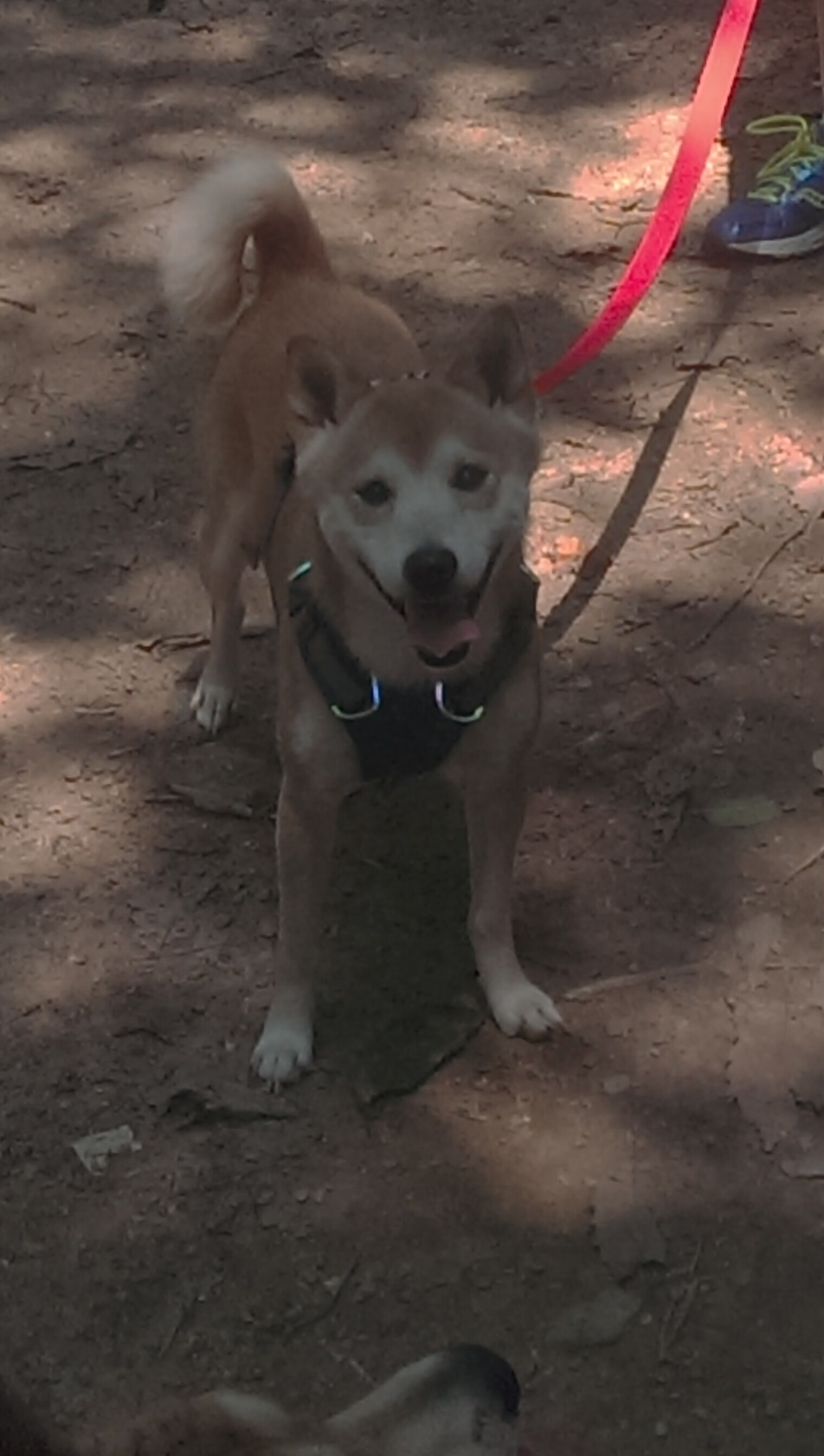 国家青少年训练营夏令营官方报名通道即将开放,2021全国青少年夏令营