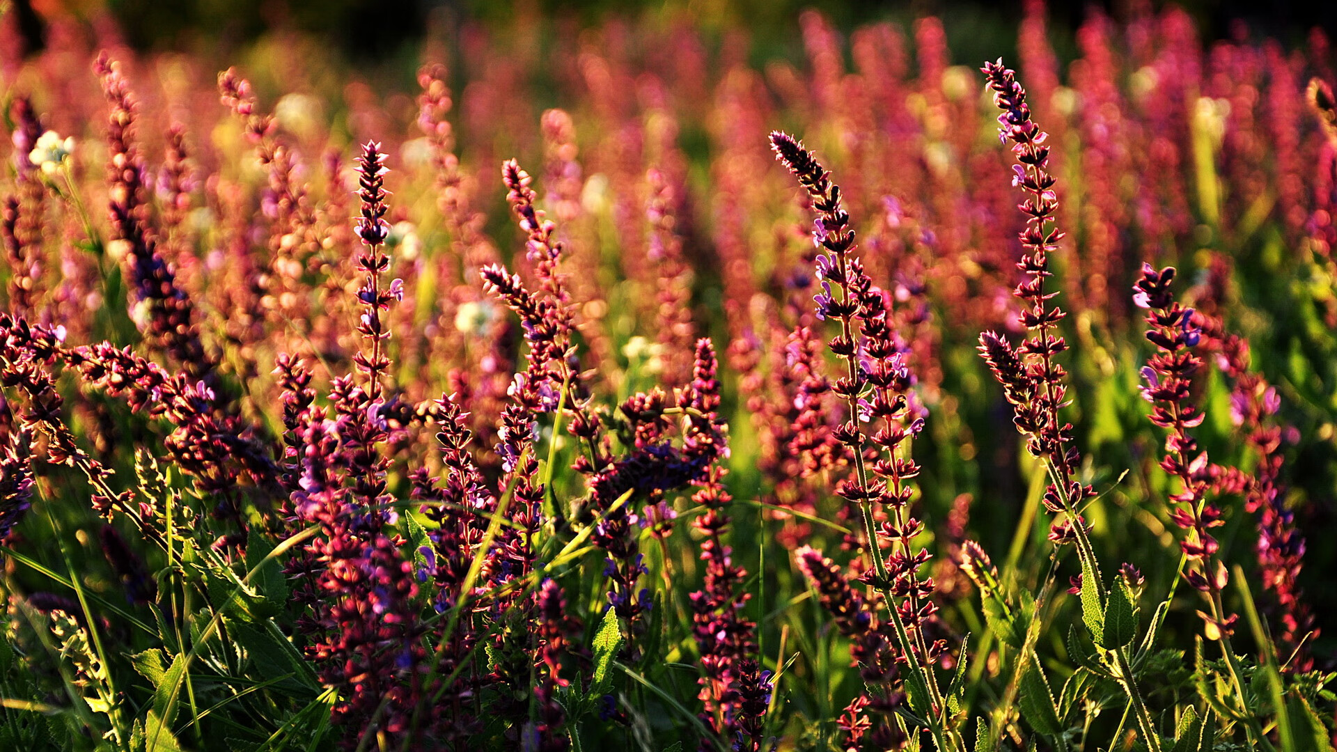 开云官网APP下载-李恩：从防守到进攻，他为全黑队提供了极大的战术灵活性，李恩在百度百科